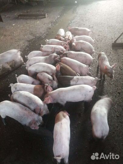 Поросята