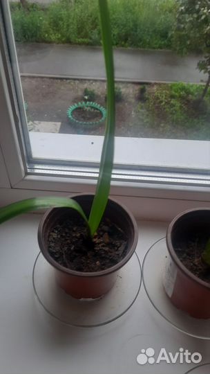 Гипеаструм