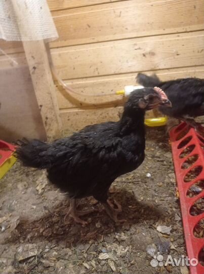 Цыплята деревенские несушки и яйца