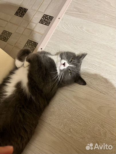 Котоняня Текстильщики