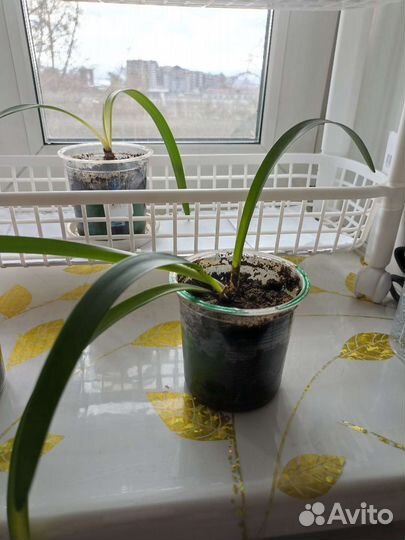 Комнатные цветы кливия