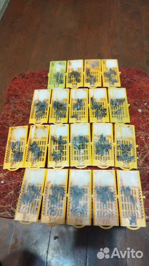 Пчеломатки