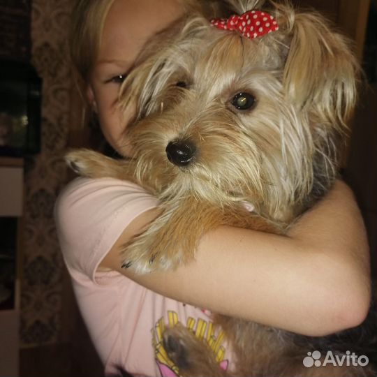 Йоркширский терьер щенки