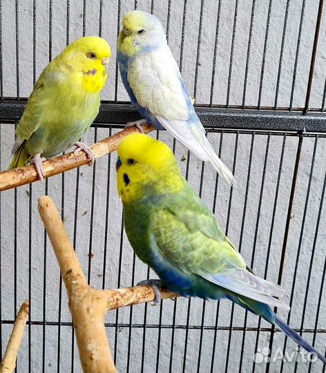 Волнистый попугай малыши
