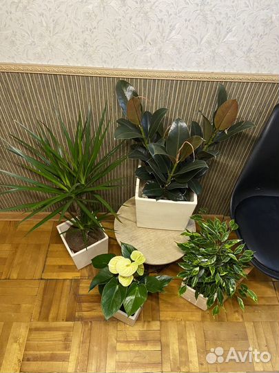 Набор растений для офиса и дома в горшках