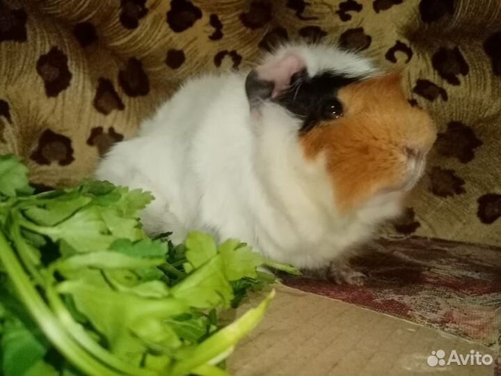 Морская свинка