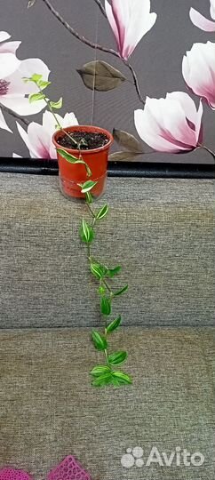 Комнатные растения цветы