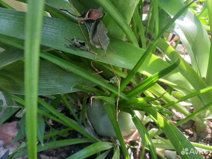 Индийский лечебный лук