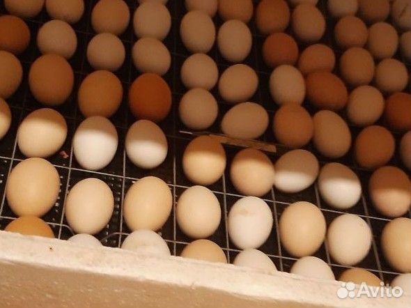 Инкубатор для яиц автоматический