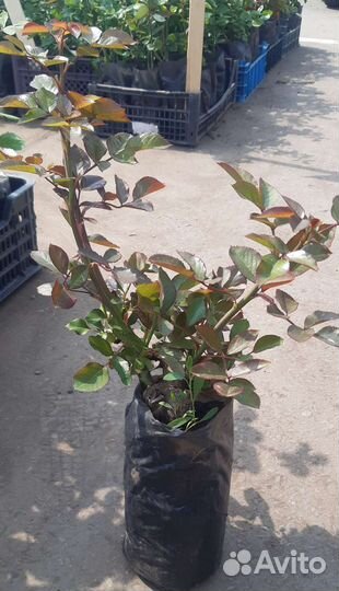 Саженцы роз