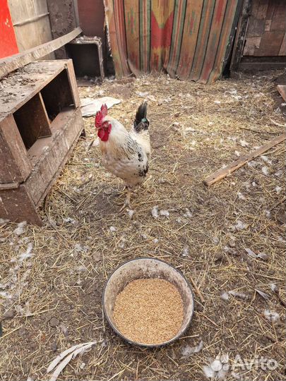 Продам петухов домашних