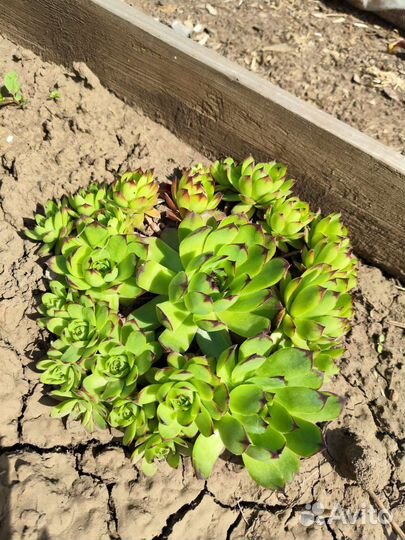 Молодило каменная роза