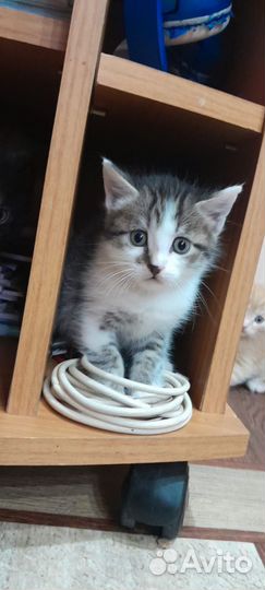 Котята бесплатно