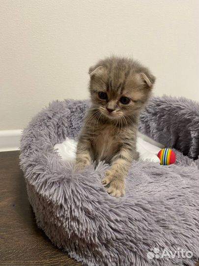 Шотландская вислоухая кошка