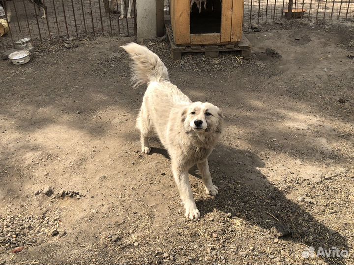 Собака в охрану