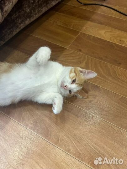 Котик в добрые руки