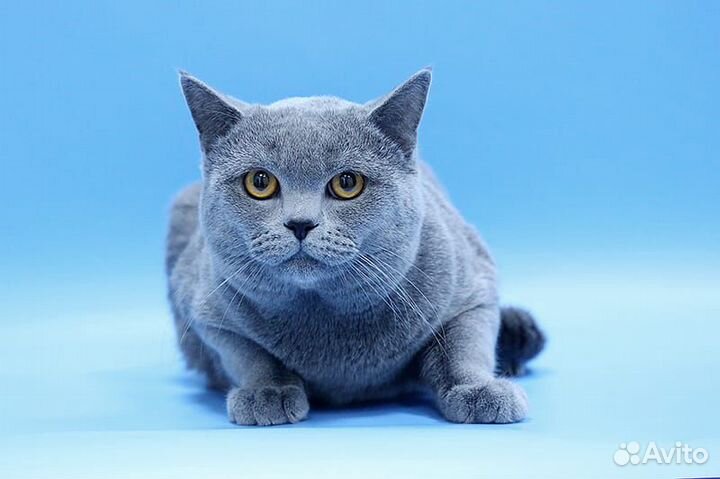 Кот для вязки