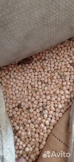 Горох кормовой