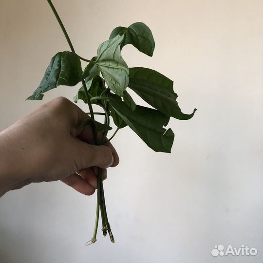 Комнатные растения цветы