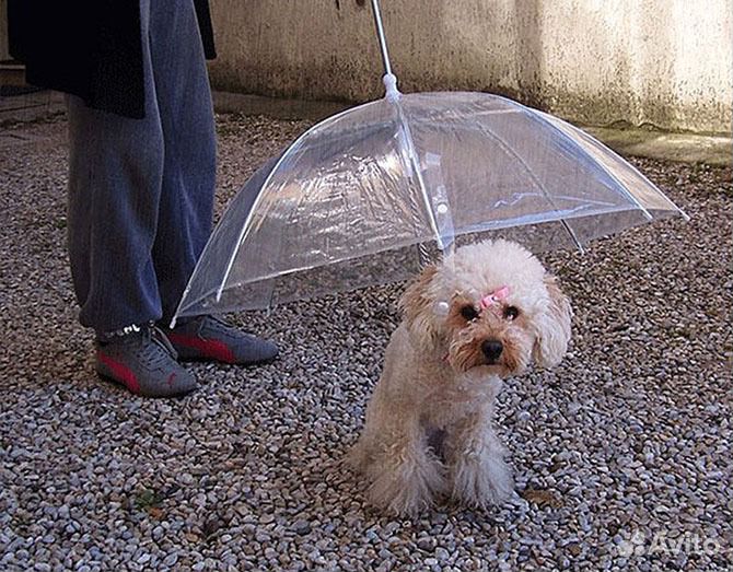 Зонт для собак