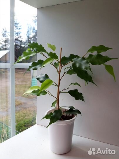 Комнатные, разные