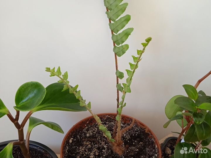 Комнатные растения и цветы