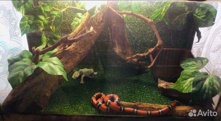 Террариум для рептилий