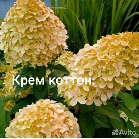 Гортензия метельчатая, в горшках 1л,2л,3л