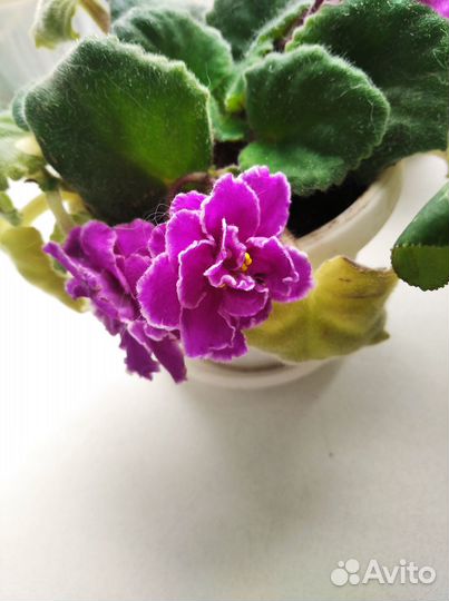 Фиалка фиолетовая махровая
