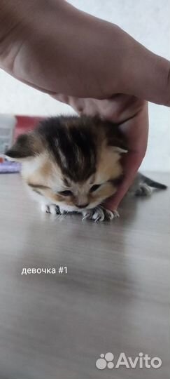 Шотландские котята