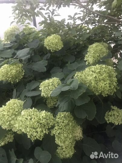 Многолетние Цветы.Гортезия Стронг Анабель