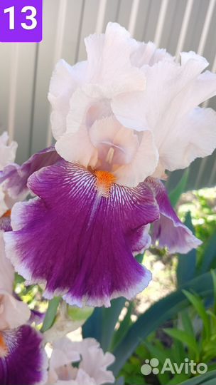 Продам Ирисы