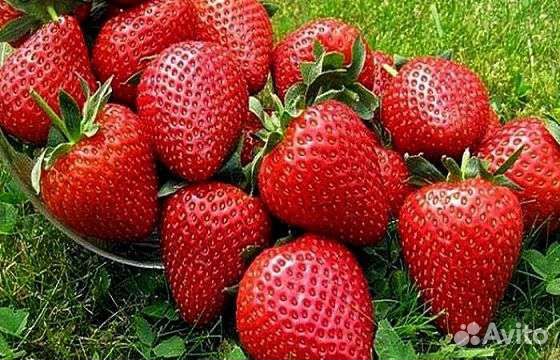 Саженцы клубники/виктории крупноплодной