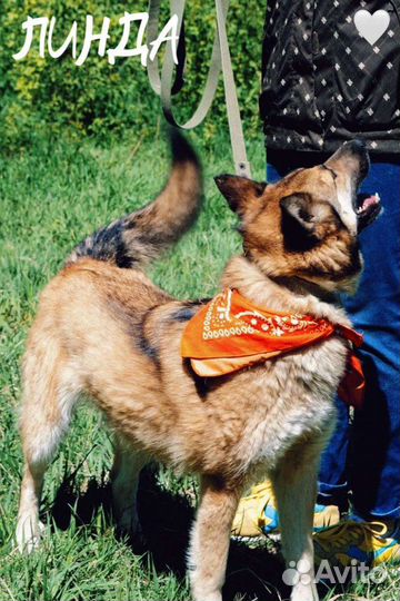 Собака из приюта ищет дом