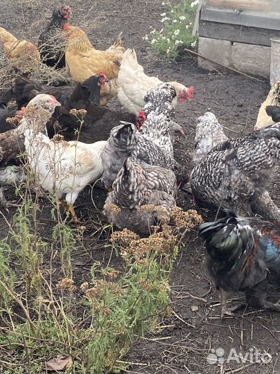Петушки 5 мес