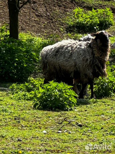 Баран Эдельбай
