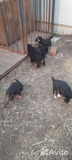 Отдам в добрые руки щенков от немецкой овчарки