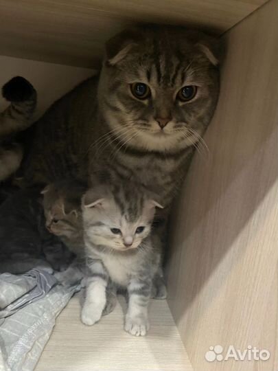 Шотландская