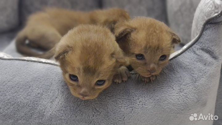 Соболиные девочки котята европейской Бурмы
