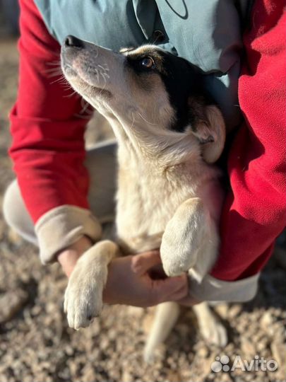 Зира, Мята, и Тимьян