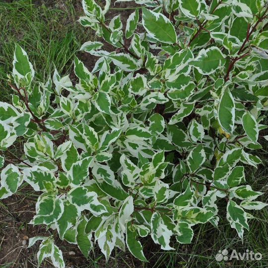 Саженцы дерен пестролистный Айвори Хало