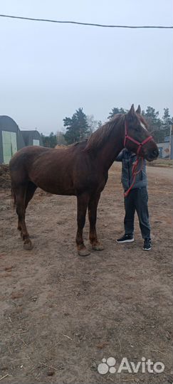 Продам лошадь