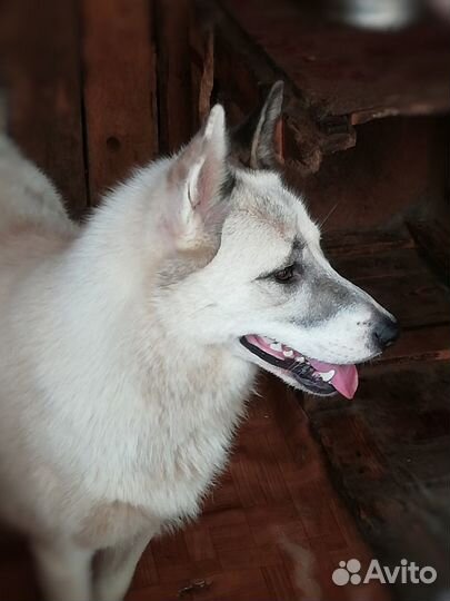 Собака Белка