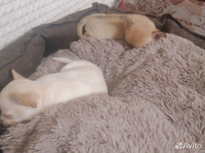 Маленькая собака чихуахуа