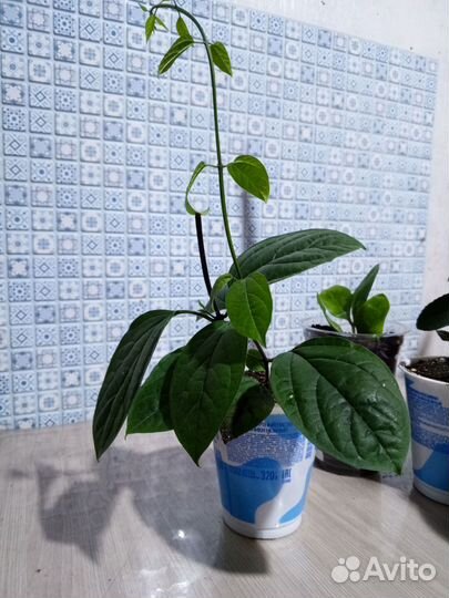 Продам цветы комнатные