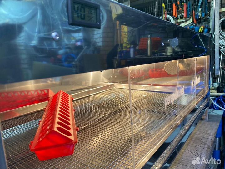 Брудер для цыплят