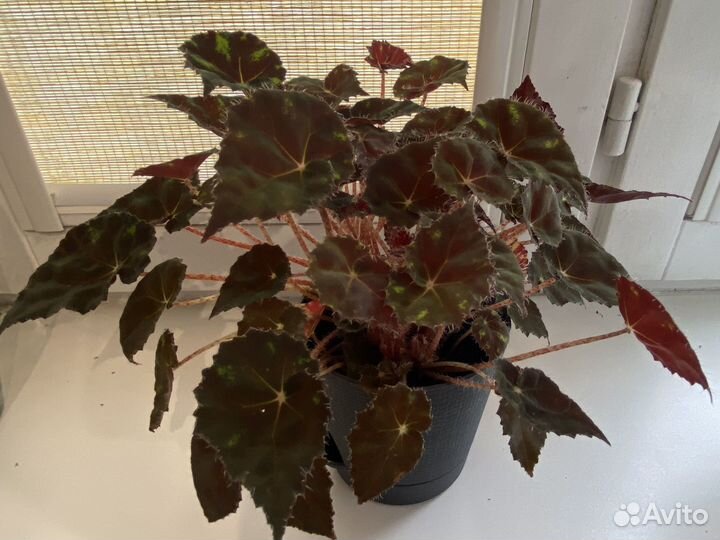 Бегония Бауэра тигровая