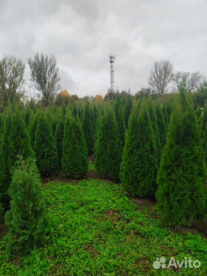 Туи Смарагд