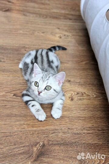 Американской короткошерстной котята