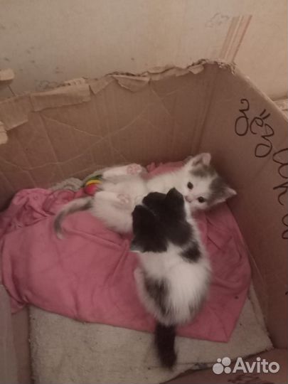 Котята в добрые руки даром девочки